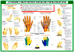 Hand und Handgelenk